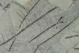 Pennsylvanian Fossil Horsetail (Sphenophyllum?) Plate - Kentucky #158717-1